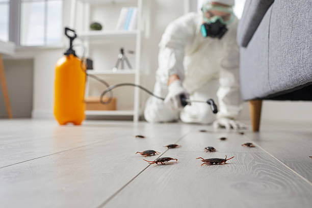 Post-Treatment Bed Bug Interceptor Monitoring in Silver Lake